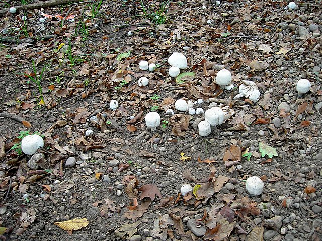 Volvariella  terrea  sp.nov.